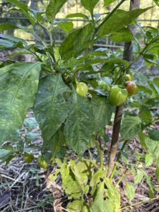 南大田の山林の産物