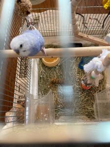 セキセイインコ